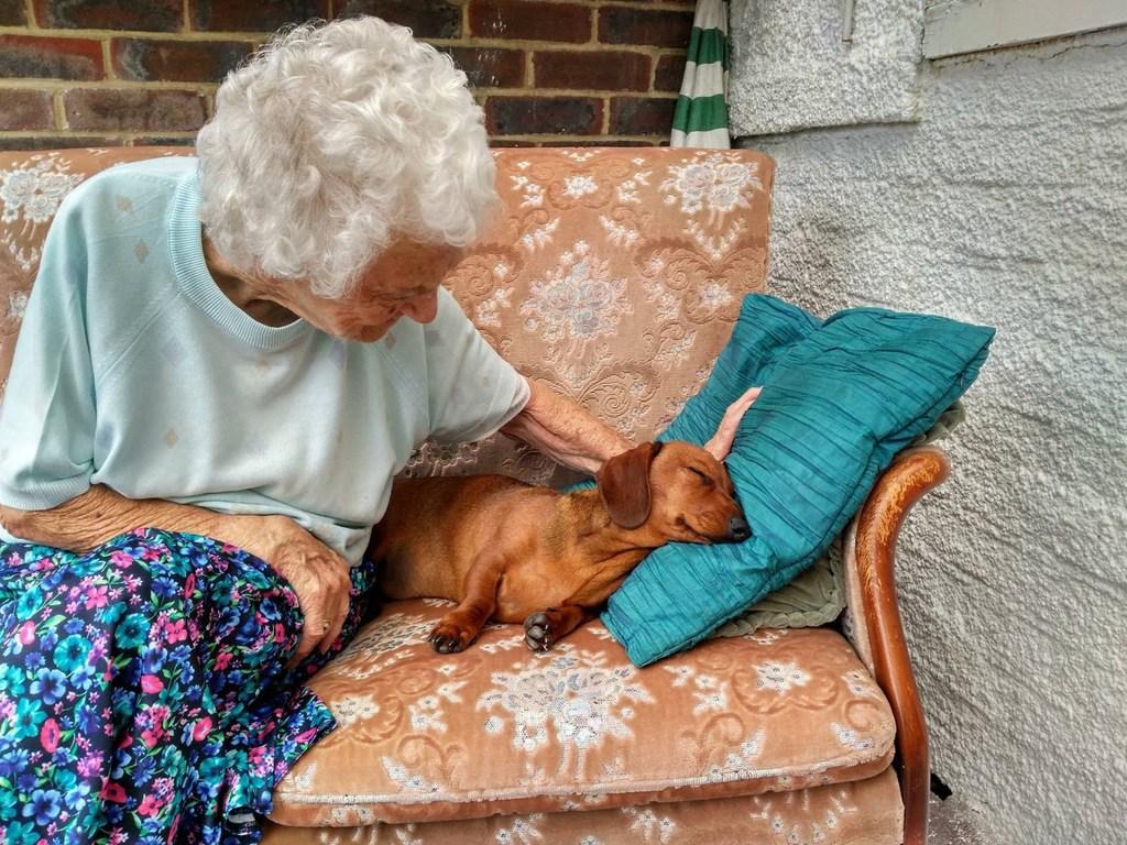 Pet therapy with a dementiafriendly dog Alzheimer's Society